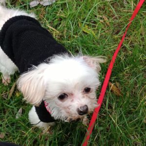 Malteser Mischling Tahir, 06/2018, ca. 25 cm, 21640 Horneburg