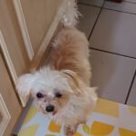 Malteser Mischling Tahir, 06/2018, ca. 25 cm, 21640 Horneburg