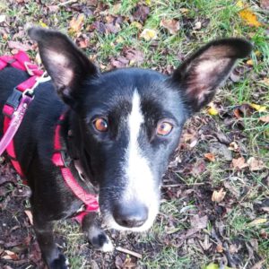 Podenco Bodeguero Mischling Tamora, 08/2017, ca. 42 cm, 24306 Plön