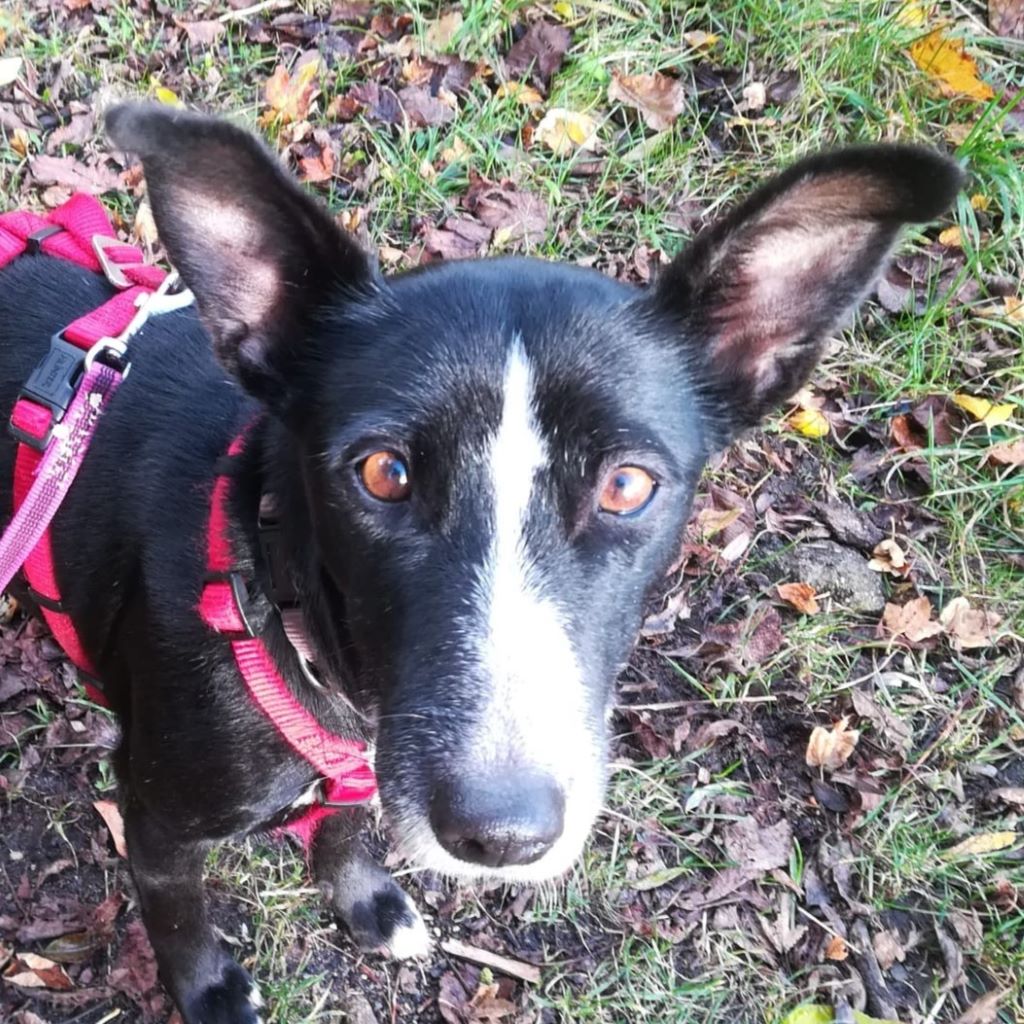 Podenco Bodeguero Mischling Tamora, 08/2017, ca. 42 cm, 24306 Plön