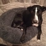 Podenco Bodeguero Mischling Tamara, 08/2017, ca. 42 cm, 24306 Plön