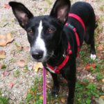 Podenco Bodeguero Mischling Tamara, 08/2017, ca. 42 cm, 24306 Plön