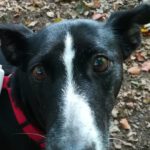 Podenco Bodeguero Mischling Tamara, 08/2017, ca. 42 cm, 24306 Plön