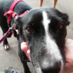 Podenco Bodeguero Mischling Tamara, 08/2017, ca. 42 cm, 24306 Plön