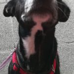 Podenco Bodeguero Mischling Tamara, 08/2017, ca. 42 cm, 24306 Plön