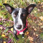 Podenco Bodeguero Mischling Tamara, 08/2017, ca. 42 cm, 24306 Plön