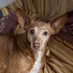 Podenco Maneto Tammy, 12/2018, ca. 35 cm, 24247 Rodenbek