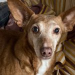 Podenco Maneto Tammy, 12/2018, ca. 35 cm, 24247 Rodenbek