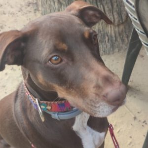 Podenco Mischling Tana, 11/2021, ca. 43 cm