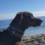 Podenco Mischling Tana, 11/2021, ca. 43 cm