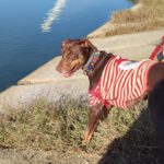 Podenco Mischling Tana, 11/2021, ca. 43 cm