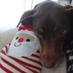 Podenco Mischling Tana, 11/2021, ca. 43 cm