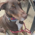 Podenco Mischling Tana, 11/2021, ca. 43 cm