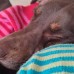 Podenco Mischling Tana, 11/2021, ca. 43 cm