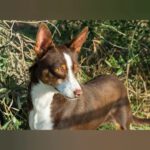 Podenco Mischling Tatiana, 11/2019, ca. 43 cm
