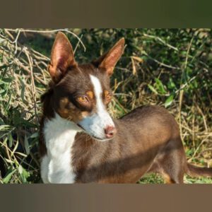 Podenco Mischling Tatiana, 11/2019, ca. 43 cm