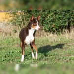 Podenco Mischling Tatiana, 11/2019, ca. 43 cm