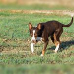 Podenco Mischling Tatiana, 11/2019, ca. 43 cm