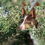 Podenco Mischling Tatiana, 11/2019, ca. 43 cm