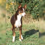 Podenco Mischling Tatiana, 11/2019, ca. 43 cm