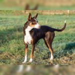 Podenco Mischling Tatiana, 11/2019, ca. 43 cm