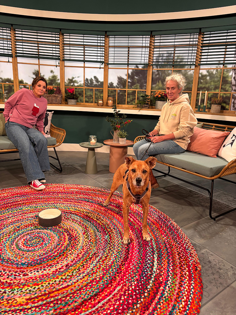 SALVA Hundehilfe beim WDR – „Tiere suchen ein Zuhause“