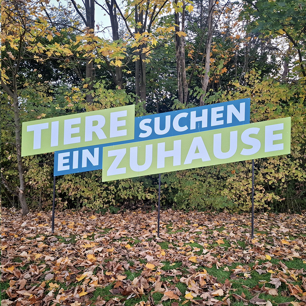 SALVA Hundehilfe beim WDR – „Tiere suchen ein Zuhause“
