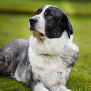 Mastin Tina, 06/2018, ca. 72 cm, 57537 Wissen