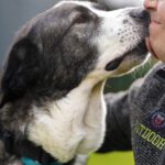 Mastin Tina, 06/2018, ca. 72 cm, 57537 Wissen