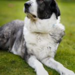 Mastin Tina, 06/2018, ca. 72 cm, 57537 Wissen