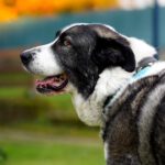 Mastin Tina, 06/2018, ca. 72 cm, 57537 Wissen