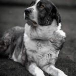 Mastin Tina, 06/2018, ca. 72 cm, 57537 Wissen