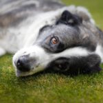 Mastin Tina, 06/2018, ca. 72 cm, 57537 Wissen