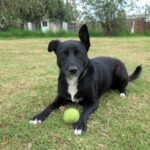 Mischling Torbi, 10/2023, ca. 65 cm