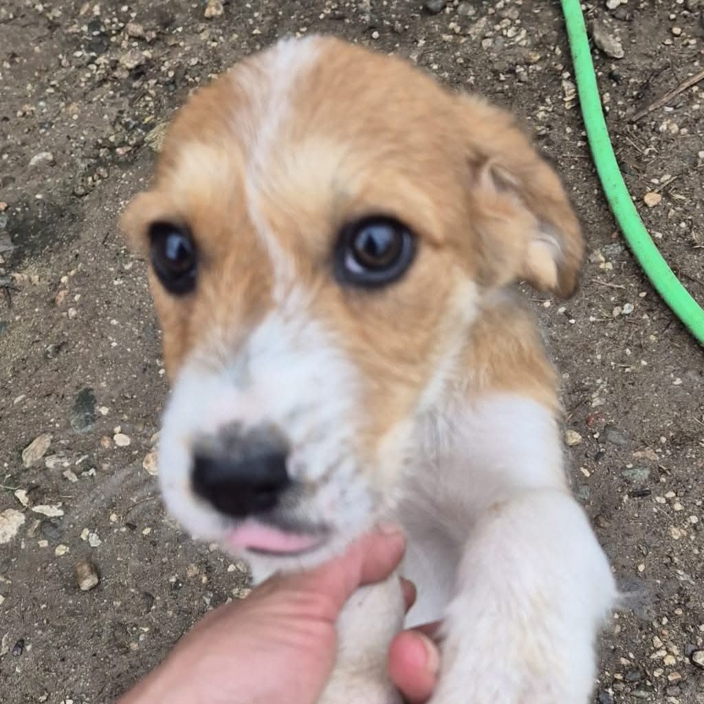 Mischling Toffee, 08/2025, ca. 45 cm