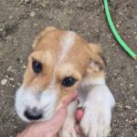 Mischling Toffee, 08/2025, ca. 45 cm