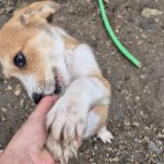 Mischling Toffee, 08/2025, ca. 45 cm