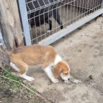 Mischling Toffee, 08/2025, ca. 45 cm