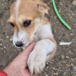 Mischling Toffee, 08/2025, ca. 45 cm