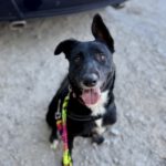 Mischling Torbi, 10/2023, ca. 65 cm