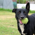 Mischling Torbi, 10/2023, ca. 65 cm