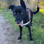 Mischling Torbi, 10/2023, ca. 65 cm