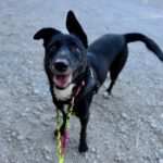 Mischling Torbi, 10/2023, ca. 65 cm