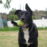 Mischling Torbi, 10/2023, ca. 65 cm