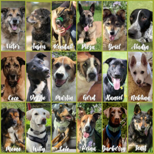 Unterstützung Pensionspatenschaften