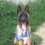 Malinois Mischling Vampiro, 12/2022, ca. 65 cm