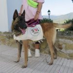 Malinois Mischling Vampiro, 12/2022, ca. 65 cm