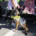 Malinois Mischling Vampiro, 12/2022, ca. 65 cm