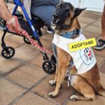 Malinois Mischling Vampiro, 12/2022, ca. 65 cm