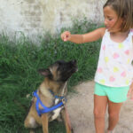 Malinois Mischling Vampiro, 12/2022, ca. 65 cm